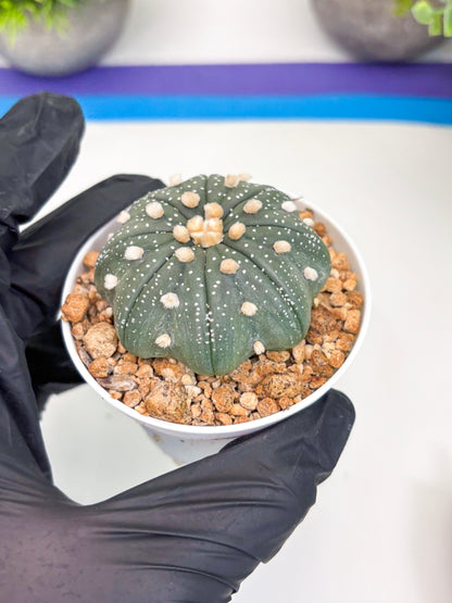 Astrophytum Super Kabuto (t7) (b1) | Imported Plants | 3" Pot