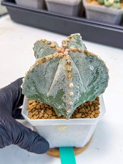 Astrophytum myriostigma (gg) | Desert Plant