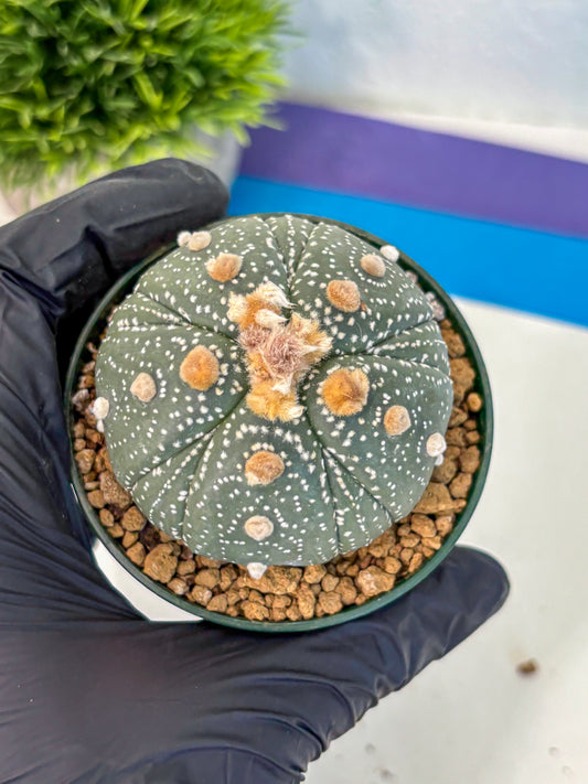 Astrophytum Fukuryu (at8) (10) | Rare Plant | Succulent Cactus