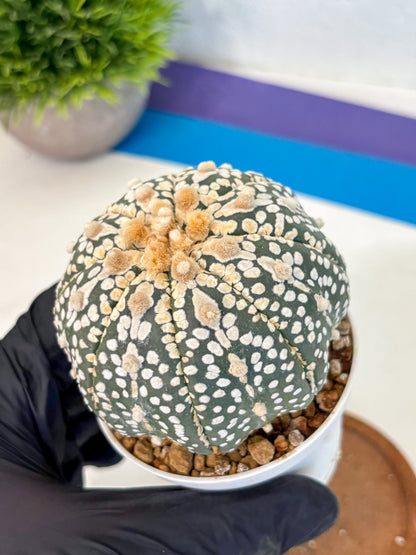 Astrophytum Super Kabuto (at10) (11) | sand dollar cactus