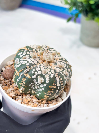 Astrophytum 5-Rib (T8) (y6) | Imported From Japan