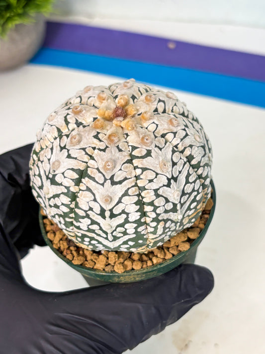Astrophytum V-Type (at6) (y5) | Rare Star Cactus