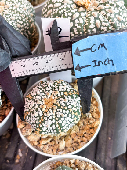 Astrophytum Super Kabuto (t7) (b2) | Imported Plants | 3" Pot