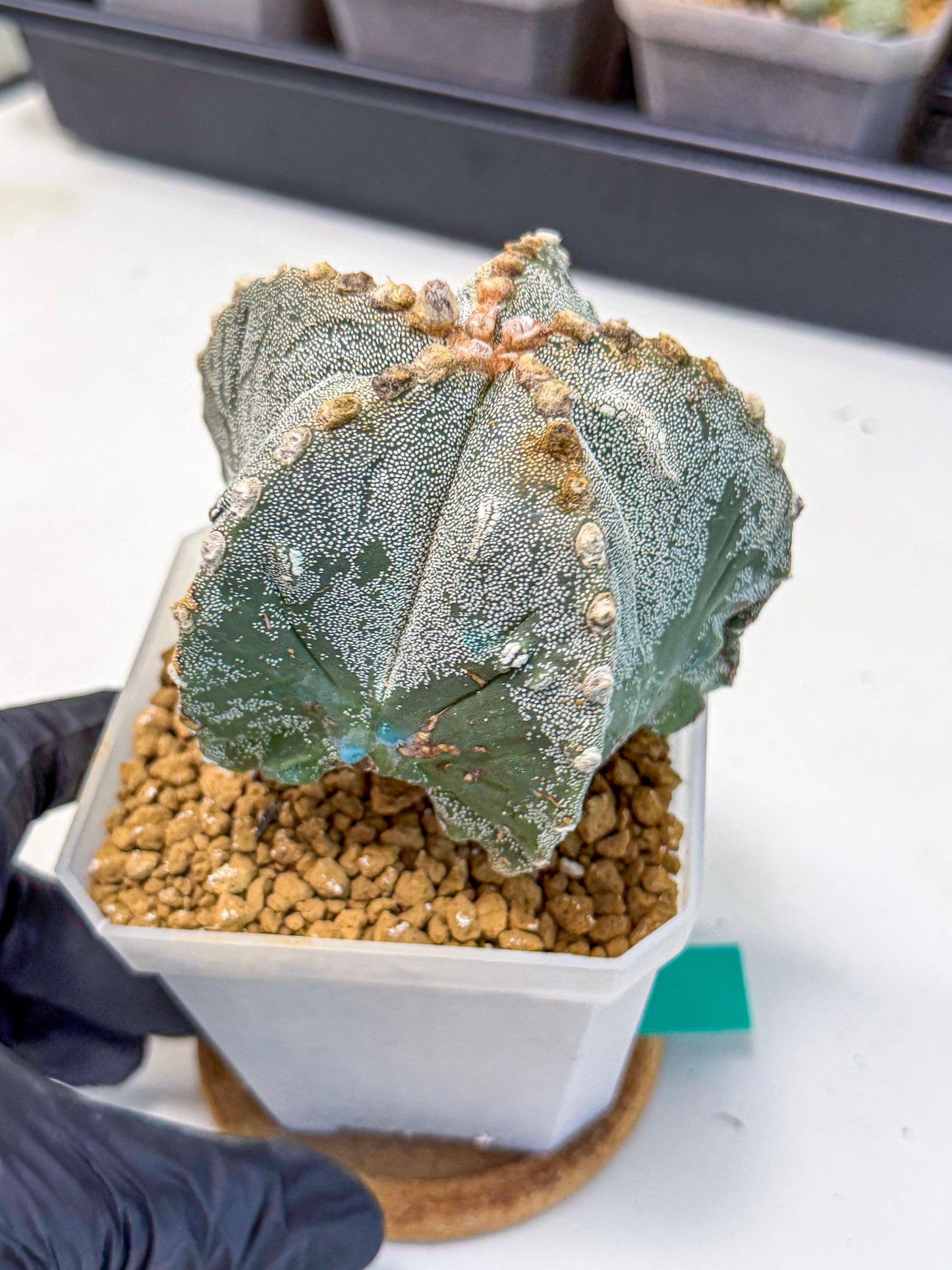 Astrophytum myriostigma (gg) | Desert Plant