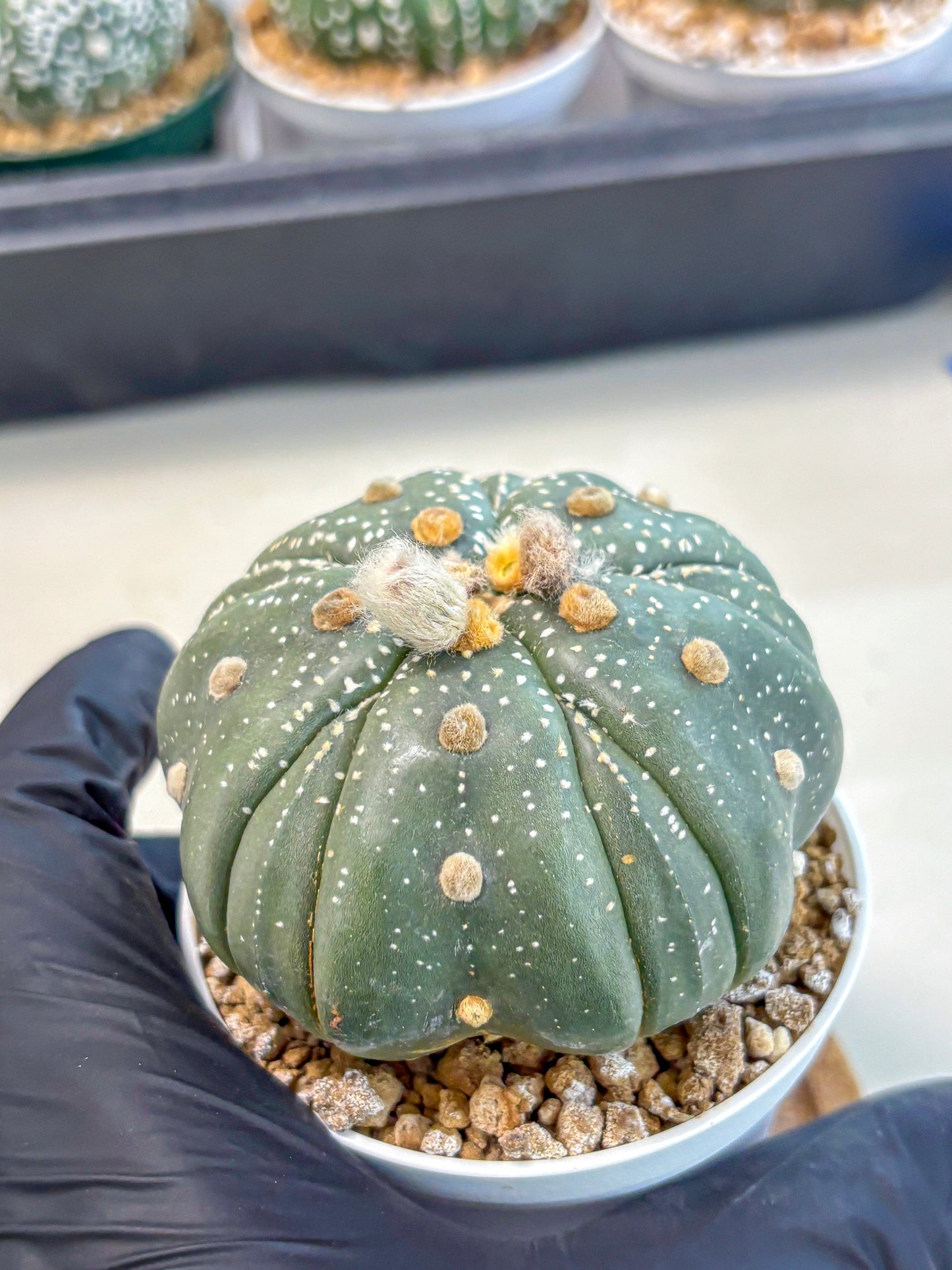 Astrophytum 5-Ribs (at7) (b2) | Living Rocks