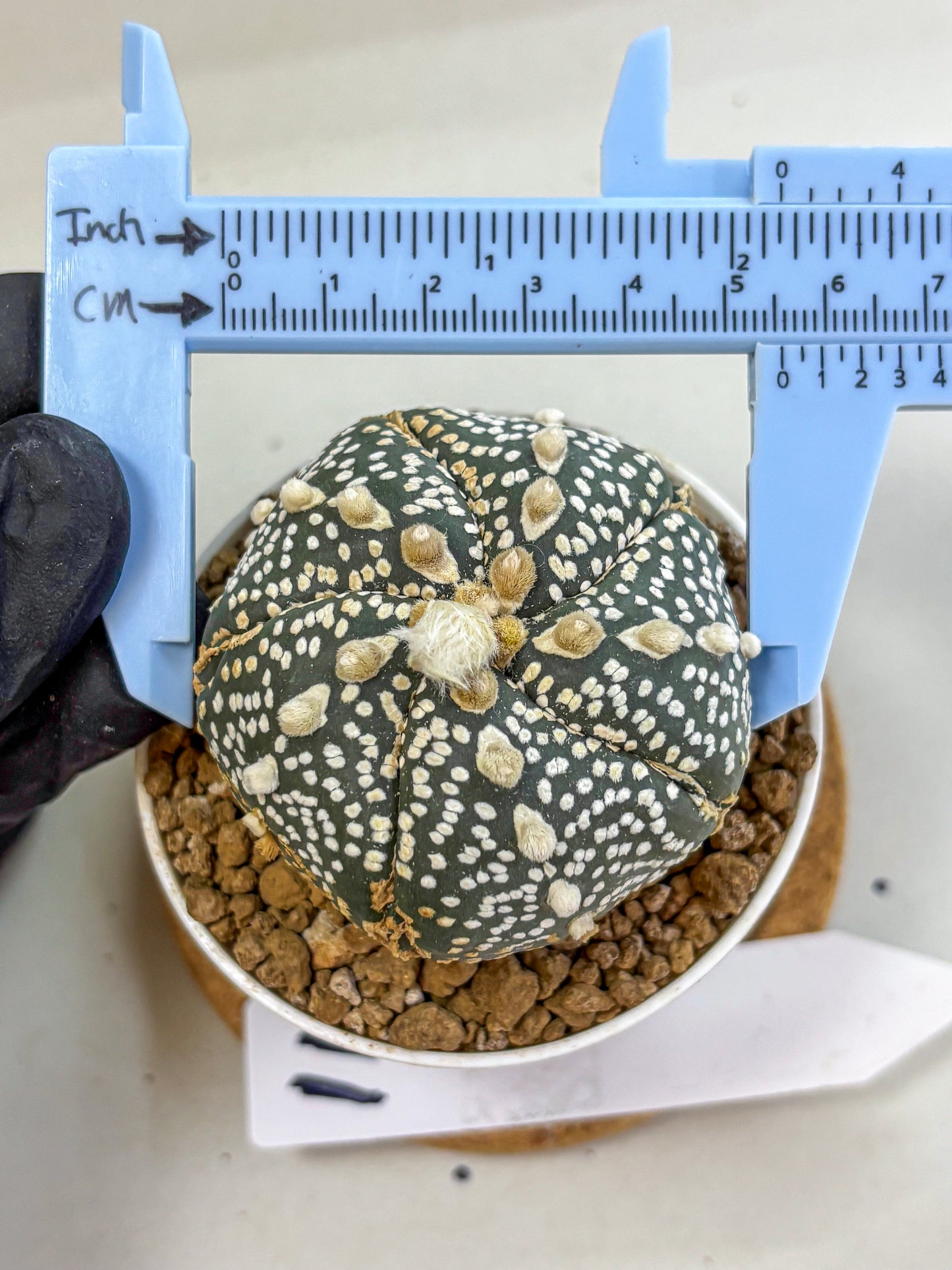 Astrophytum Fukuryu (at8) (11) | Rare Plant | Succulent Cactus