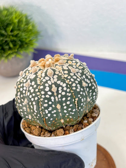 Astrophytum Super Kabuto (at10) (11) | sand dollar cactus