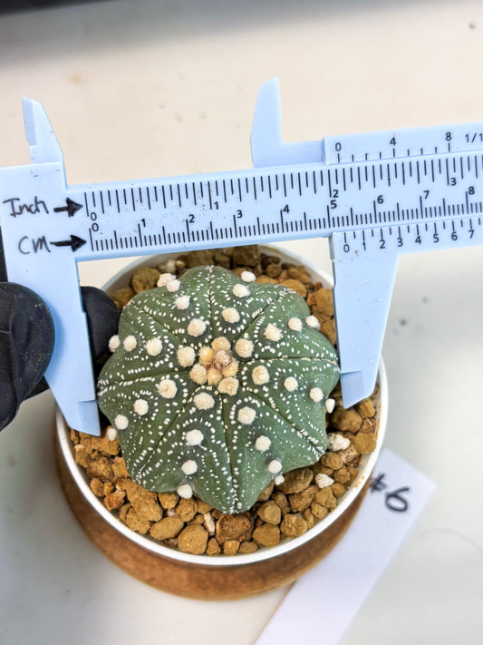 Astrophytum Star Shape (at3) (p6) | Very Rare Cactus