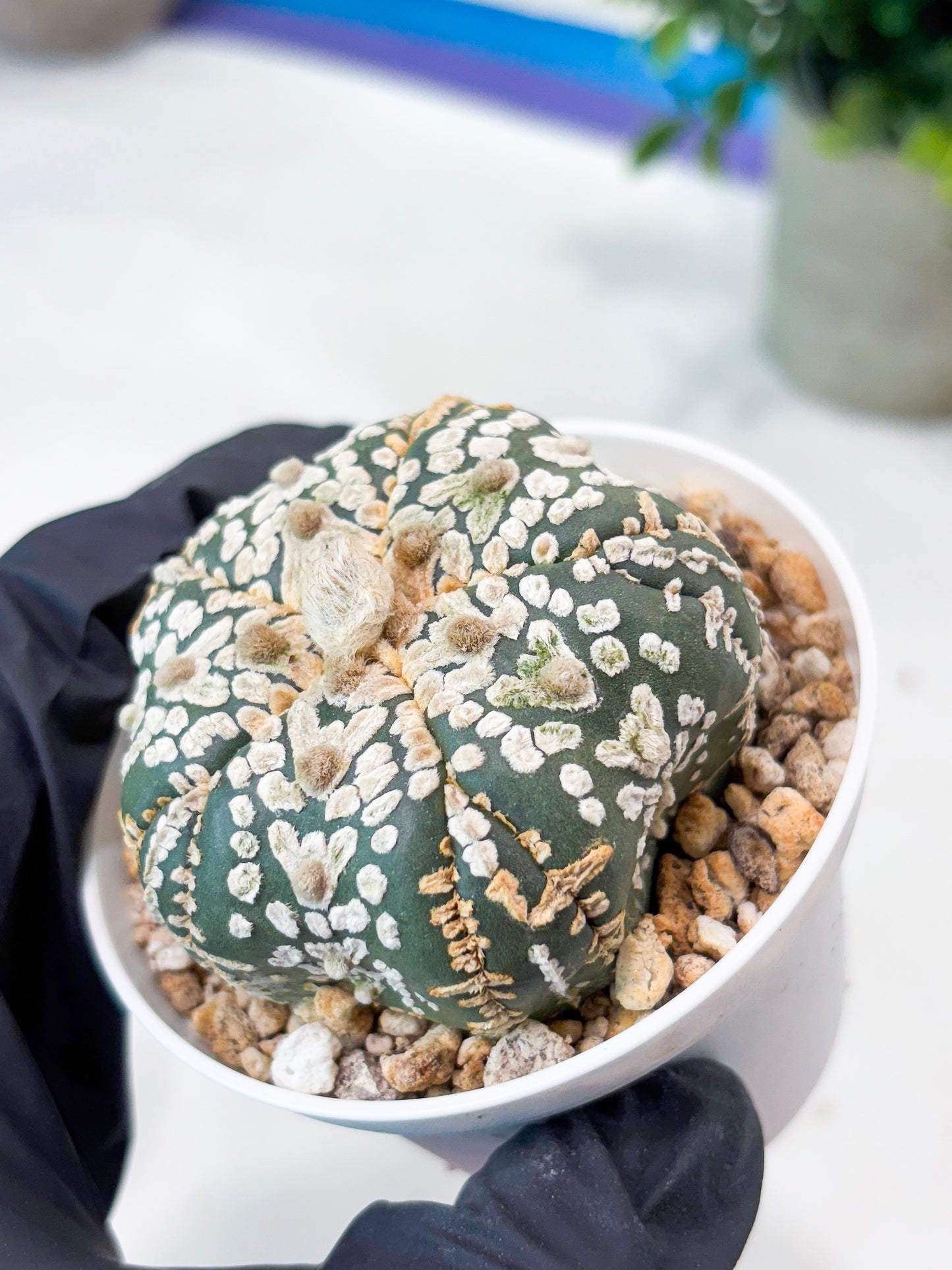 Astrophytum 5-Rib (T8) (y6) | Imported From Japan