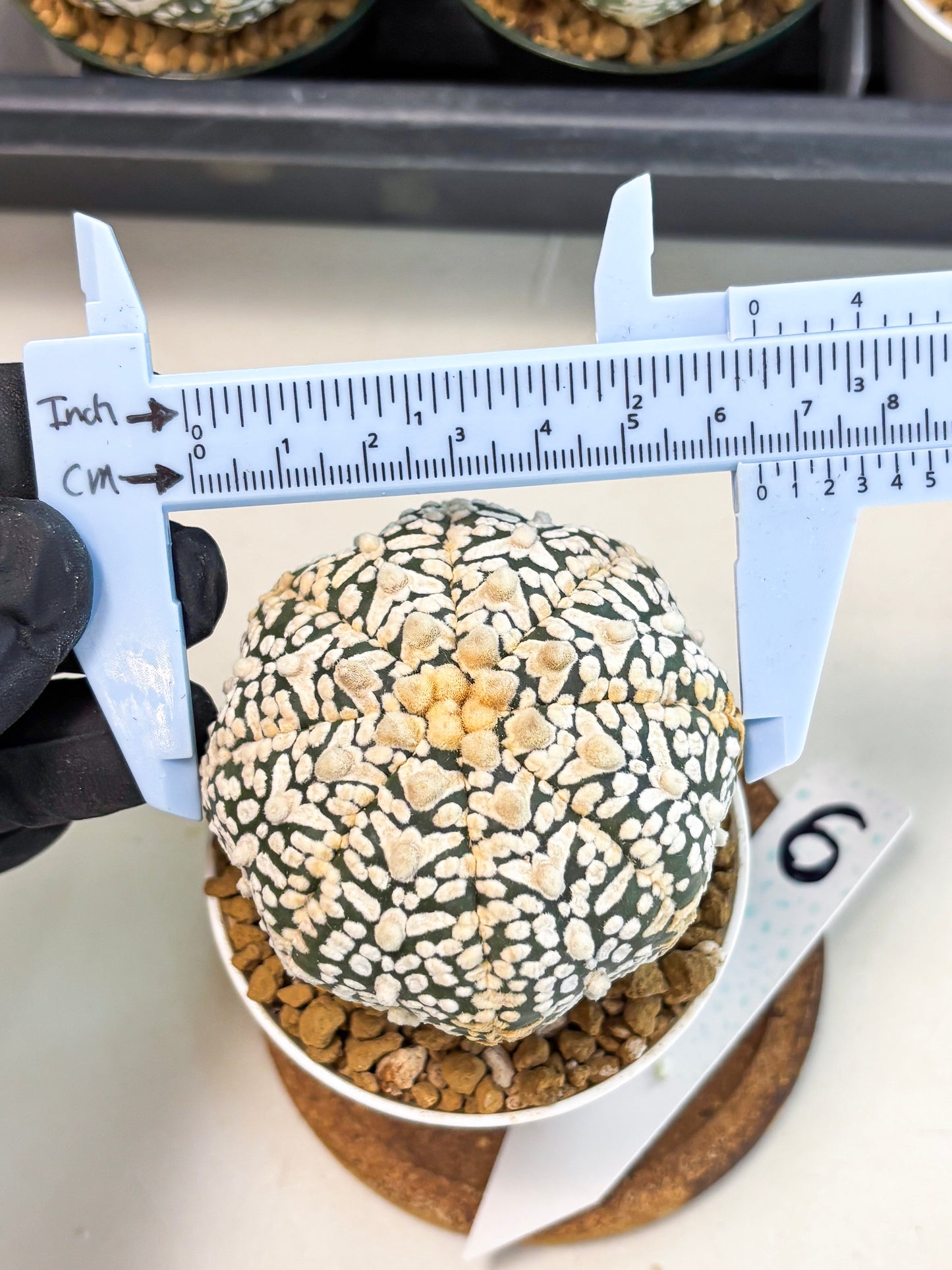 Astrophytum V-Type (at6) (y6) | Rare Star Cactus