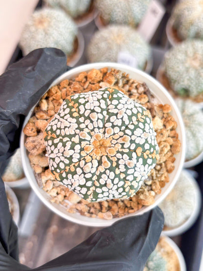 Astrophytum Super Kabuto (t7) (b2) | Imported Plants | 3" Pot