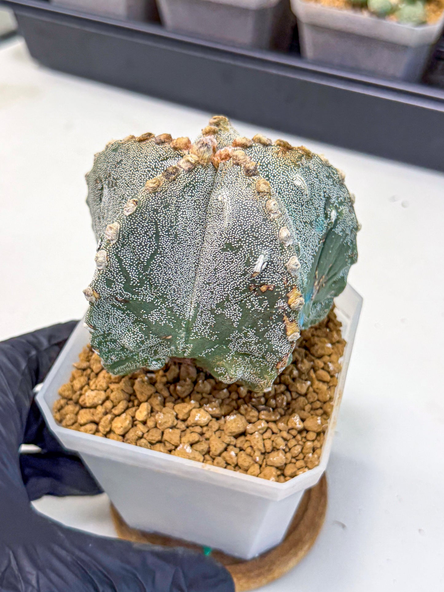 Astrophytum myriostigma (gg) | Desert Plant