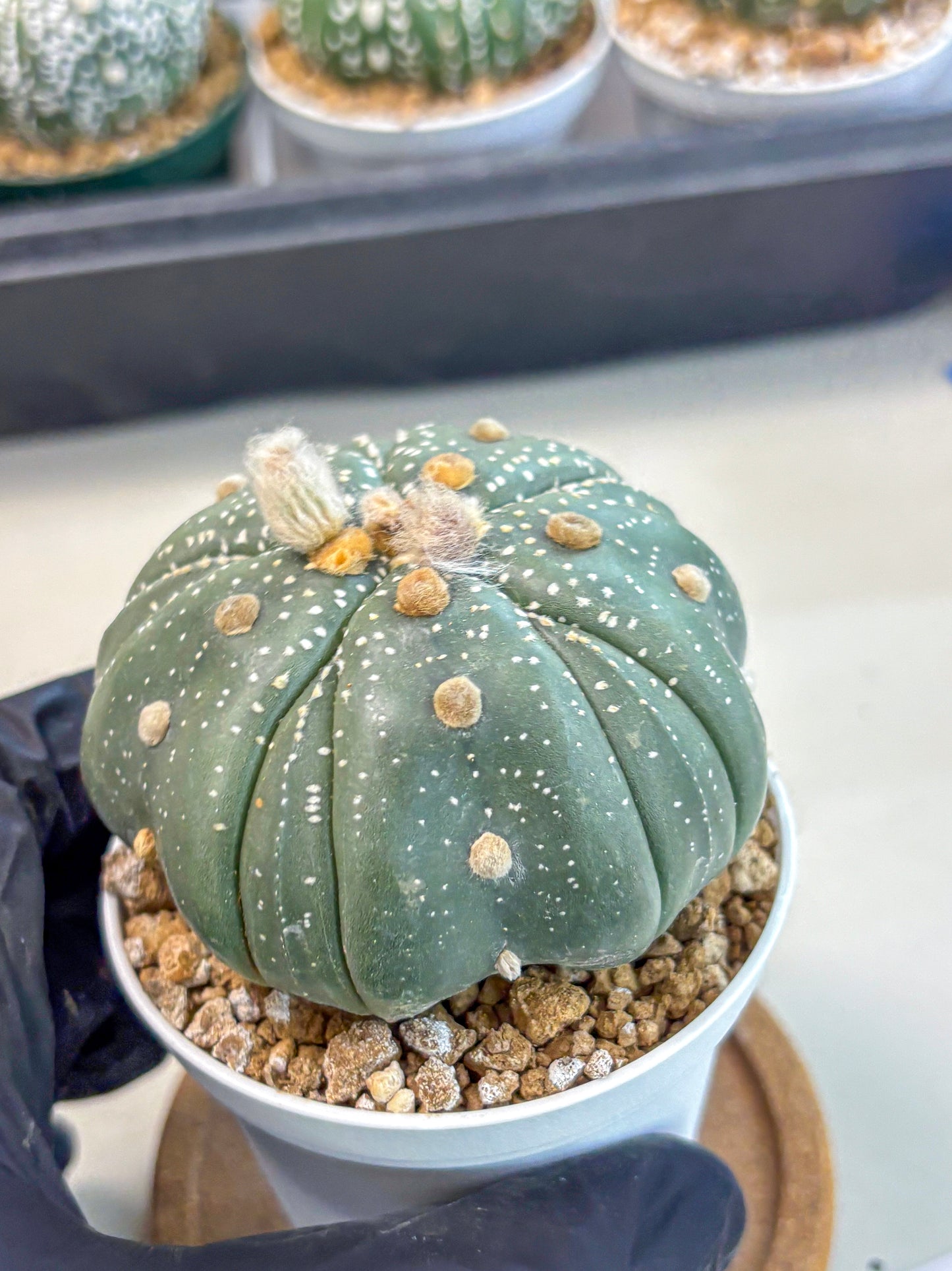 Astrophytum 5-Ribs (at7) (b2) | Living Rocks
