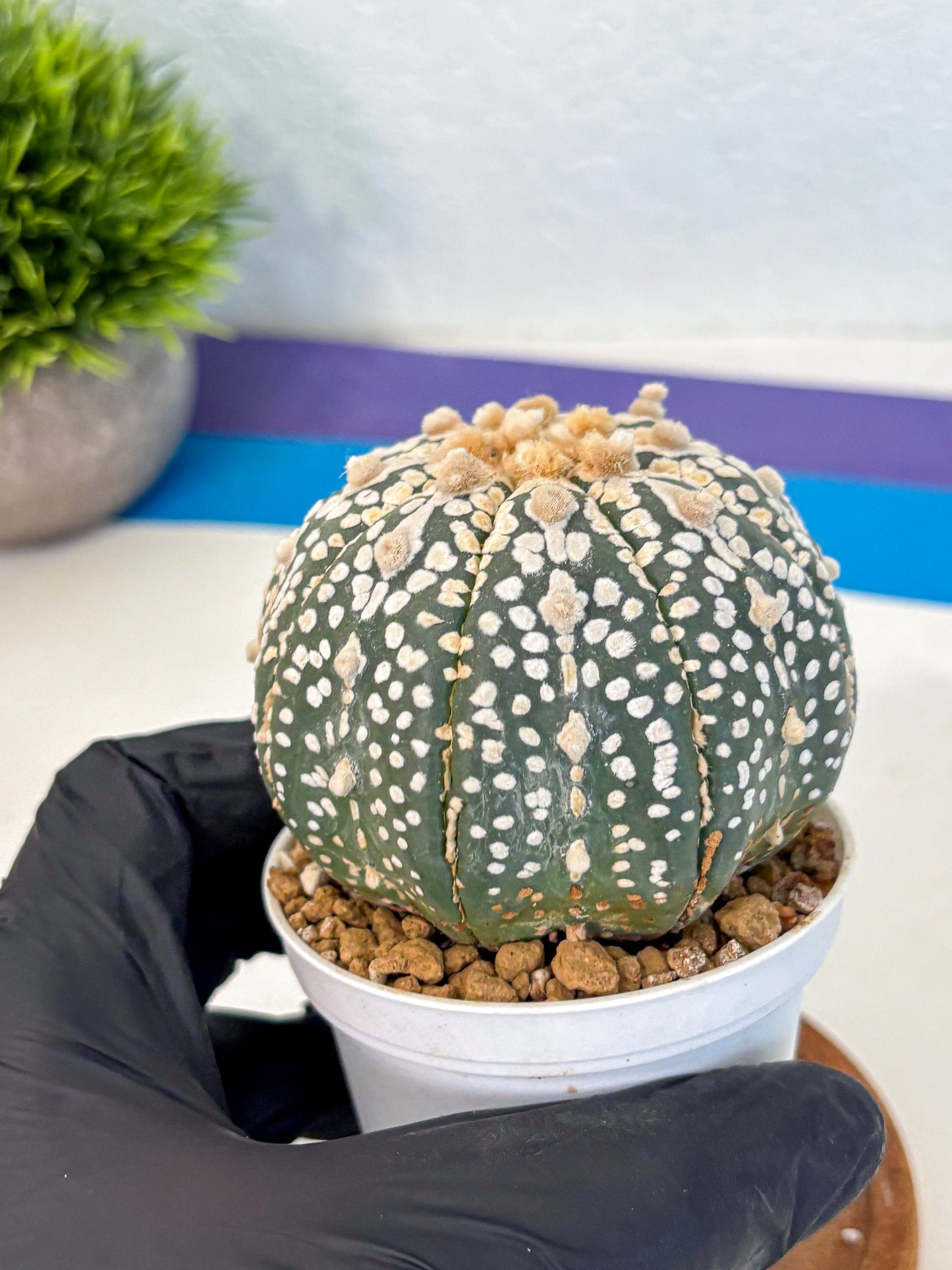 Astrophytum Super Kabuto (at10) (11) | sand dollar cactus