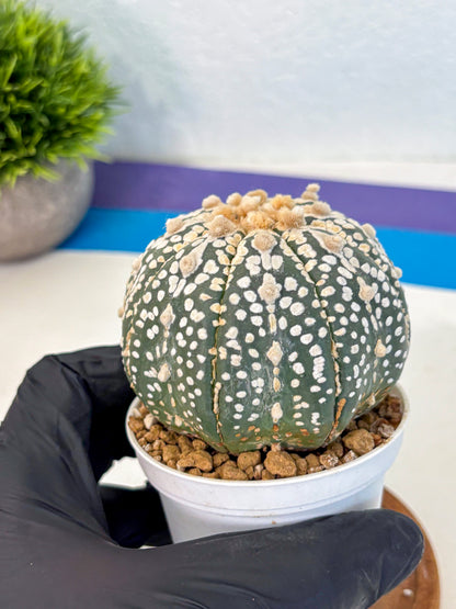 Astrophytum Super Kabuto (at10) (11) | sand dollar cactus