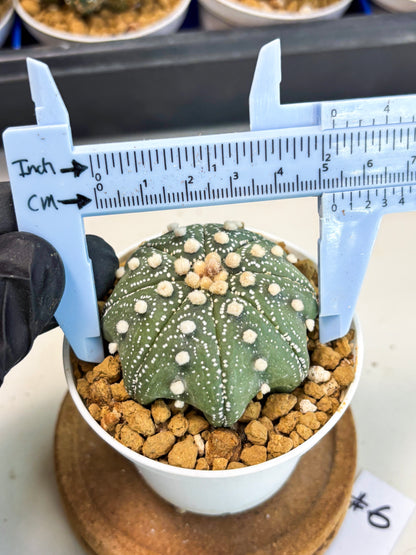 Astrophytum Star Shape (at3) (p6) | Very Rare Cactus