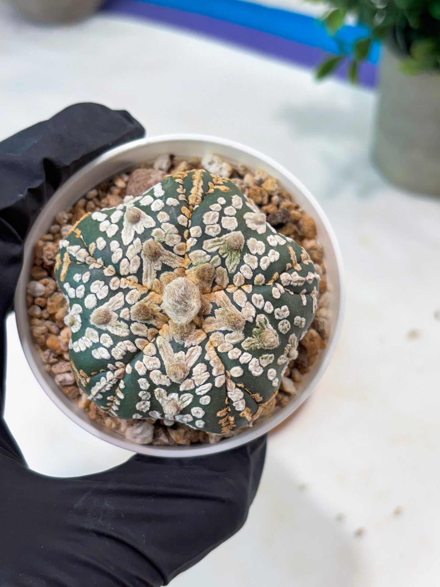 Astrophytum 5-Rib (T8) (y6) | Imported From Japan