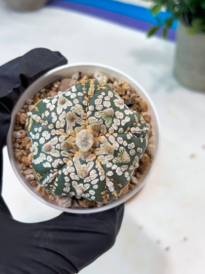 Astrophytum 5-Rib (T8) (y6) | Imported From Japan