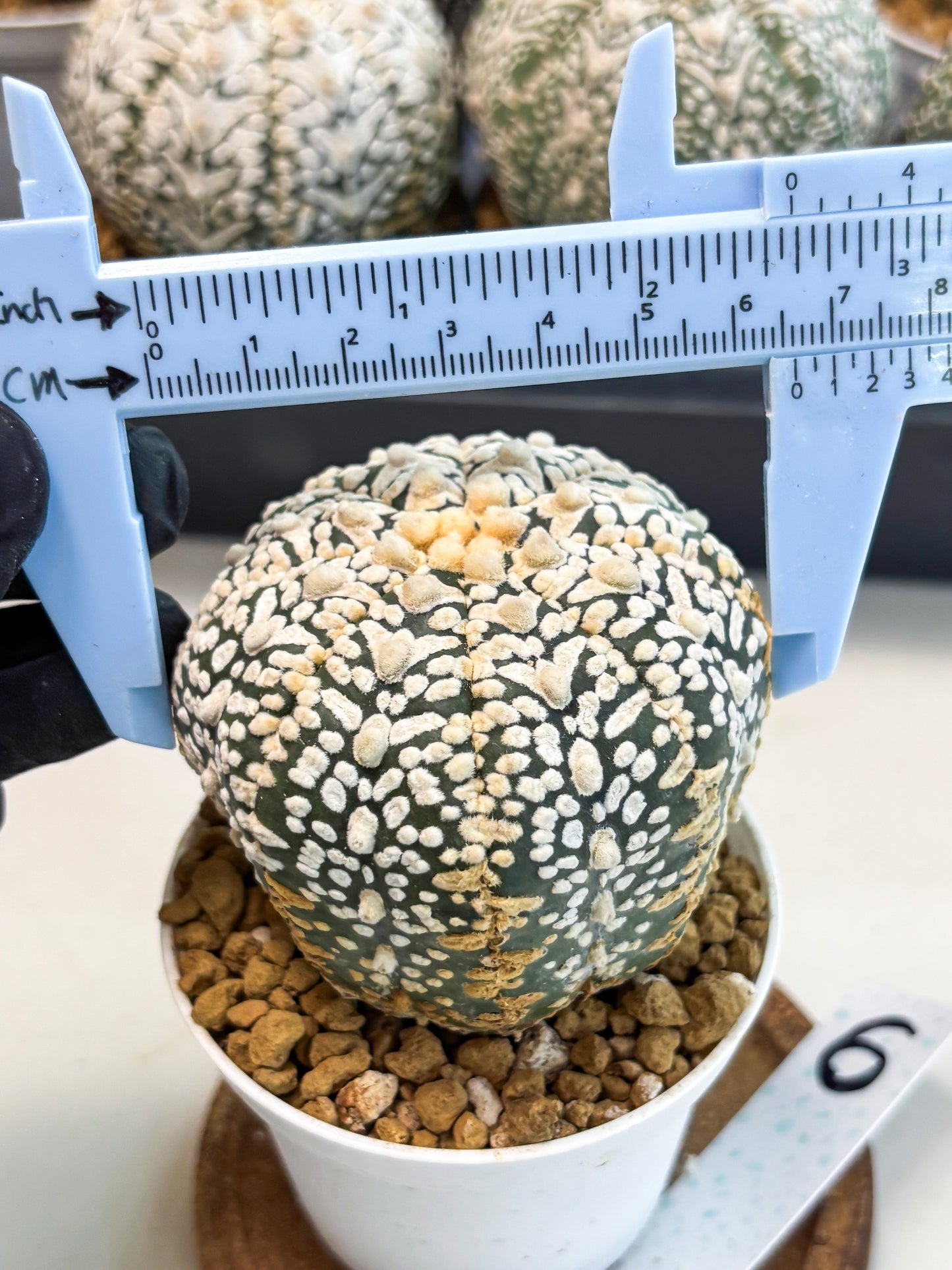 Astrophytum V-Type (at6) (y6) | Rare Star Cactus