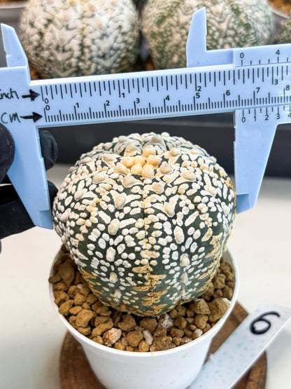 Astrophytum V-Type (at6) (y6) | Rare Star Cactus