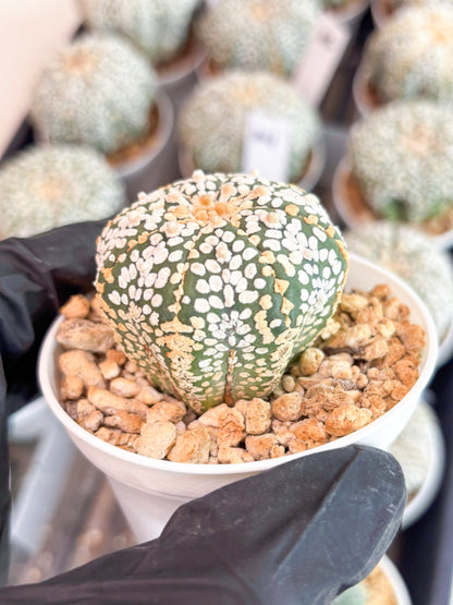 Astrophytum Super Kabuto (t7) (b2) | Imported Plants | 3" Pot
