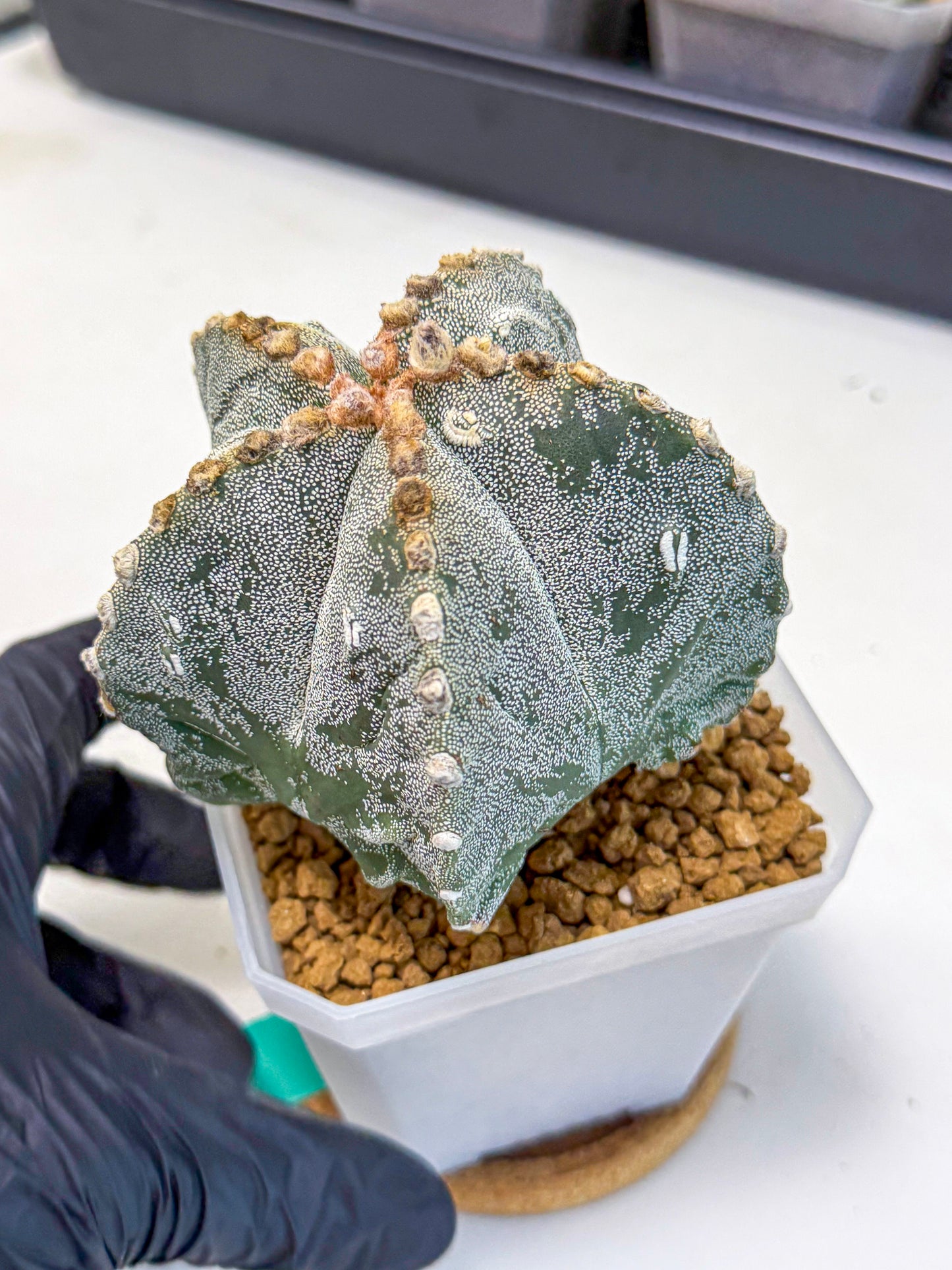 Astrophytum myriostigma (gg) | Desert Plant