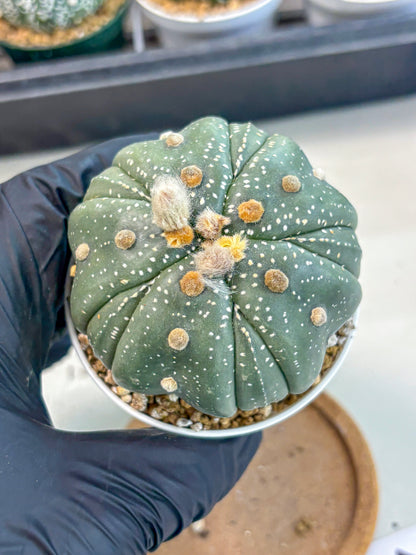 Astrophytum 5-Ribs (at7) (b2) | Living Rocks