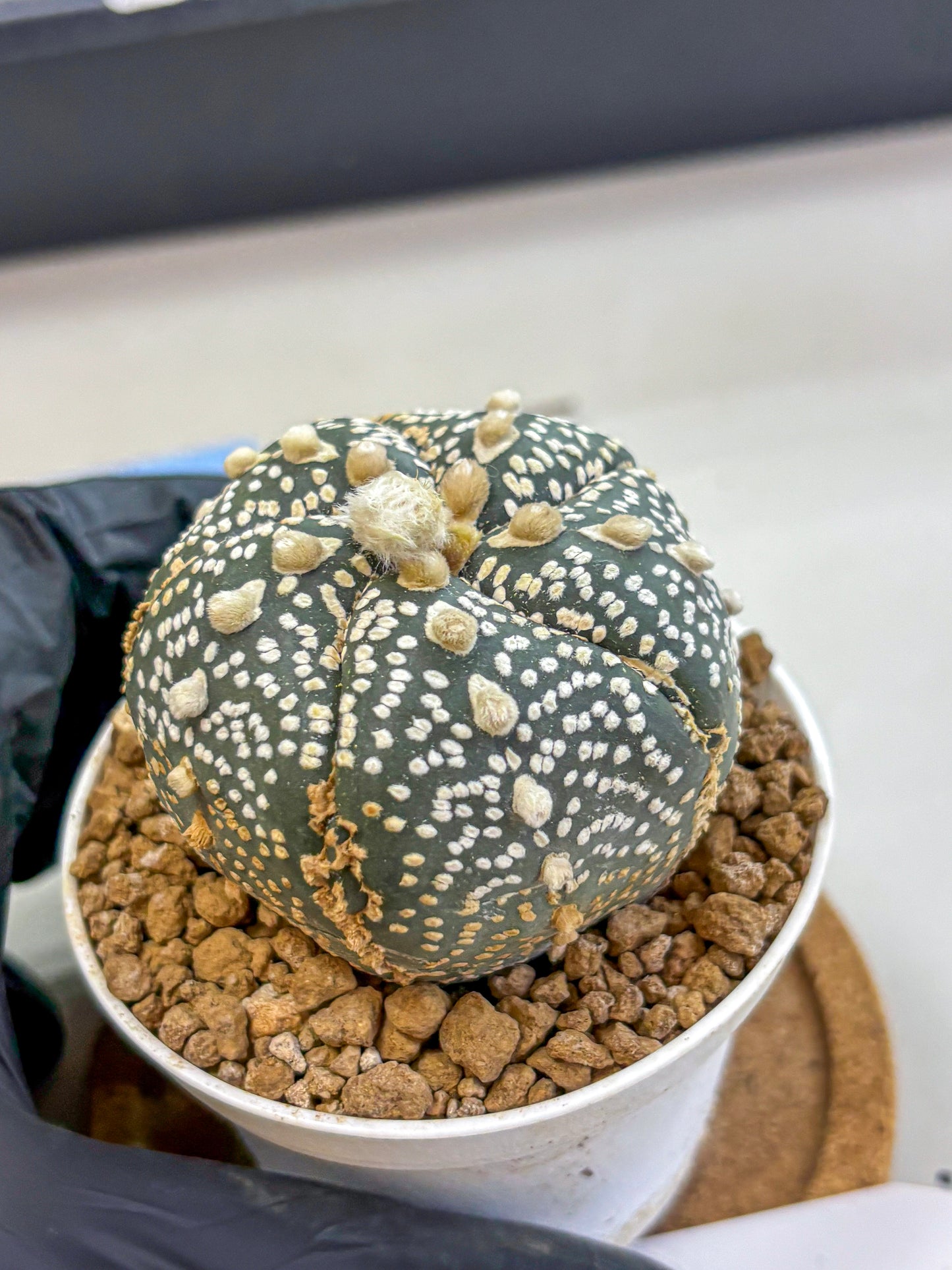Astrophytum Fukuryu (at8) (11) | Rare Plant | Succulent Cactus