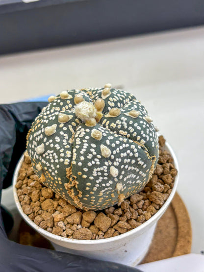 Astrophytum Fukuryu (at8) (11) | Rare Plant | Succulent Cactus