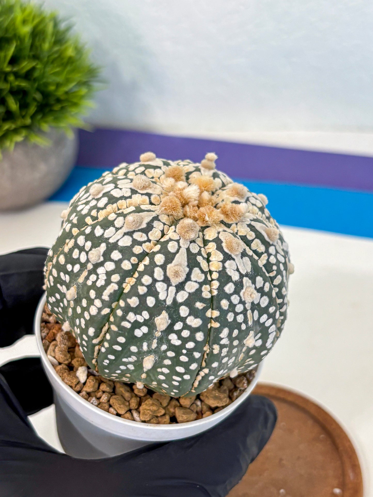 Astrophytum Super Kabuto (at10) (11) | sand dollar cactus