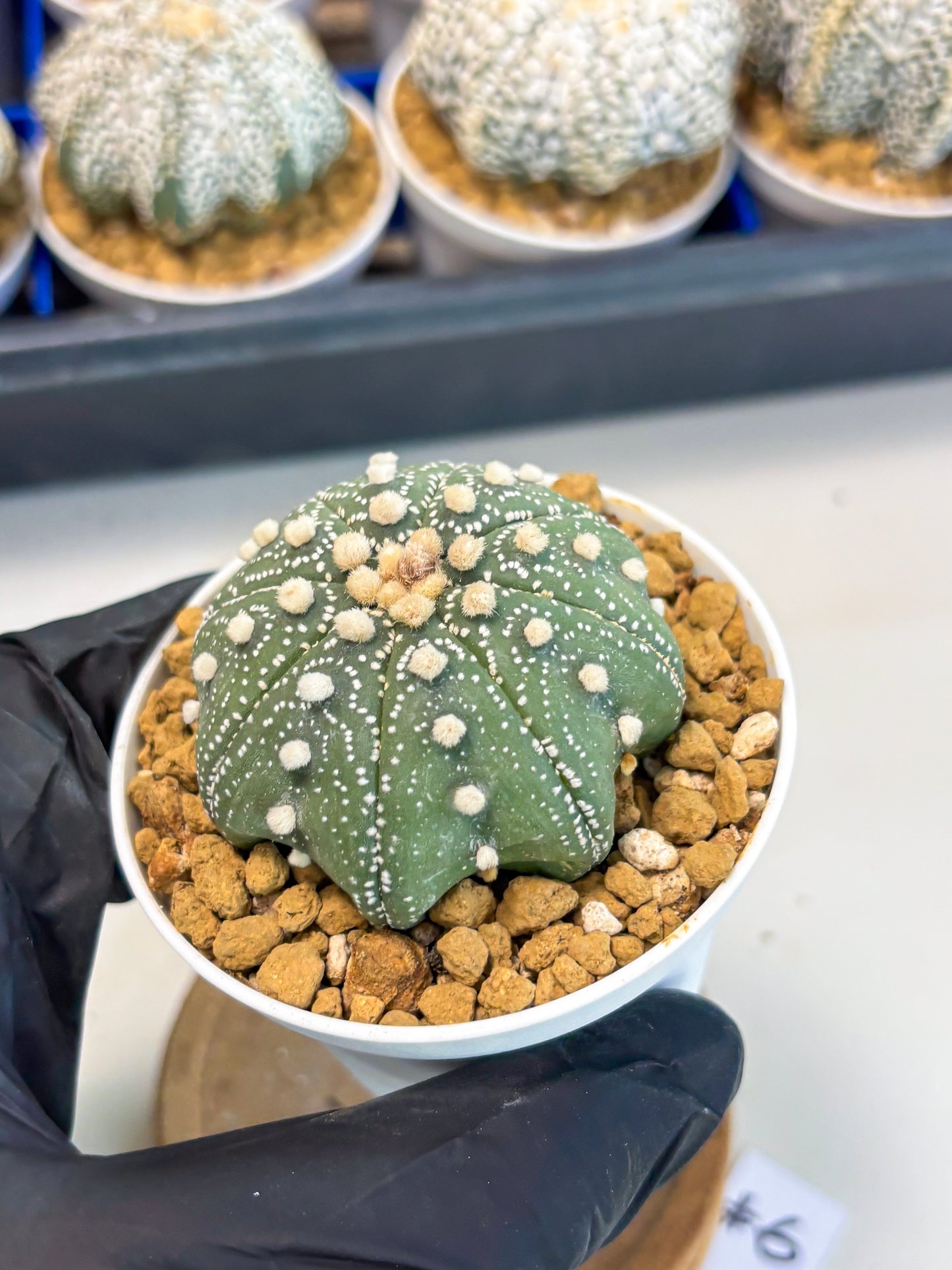 Astrophytum Star Shape (at3) (p6) | Very Rare Cactus