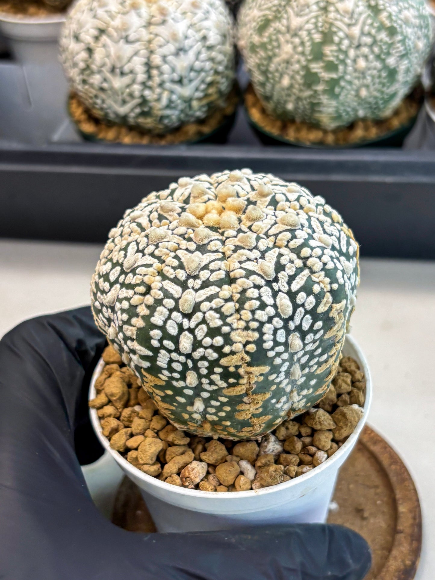 Astrophytum V-Type (at6) (y6) | Rare Star Cactus