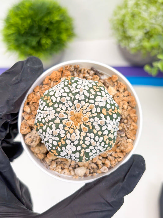 Astrophytum Super Kabuto (t7) (b2) | Imported Plants | 3" Pot