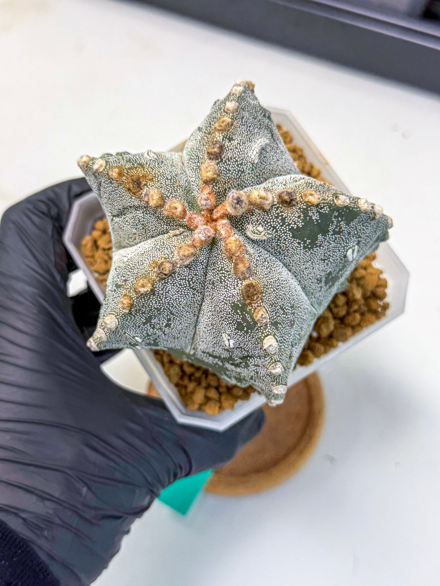 Astrophytum myriostigma (gg) | Desert Plant