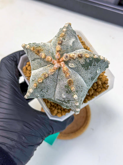 Astrophytum myriostigma (gg) | Desert Plant