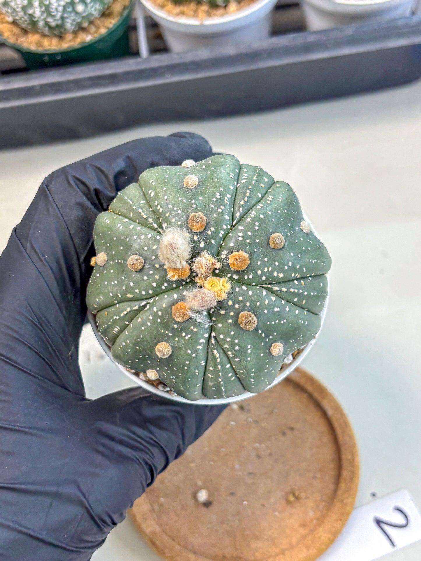 Astrophytum 5-Ribs (at7) (b2) | Living Rocks