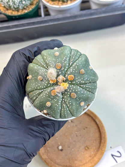 Astrophytum 5-Ribs (at7) (b2) | Living Rocks