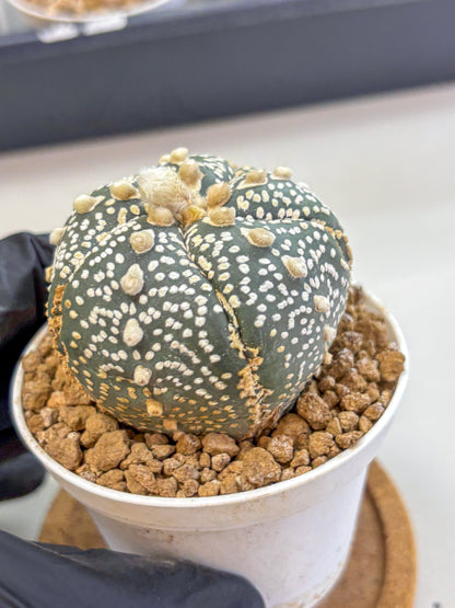 Astrophytum Fukuryu (at8) (11) | Rare Plant | Succulent Cactus