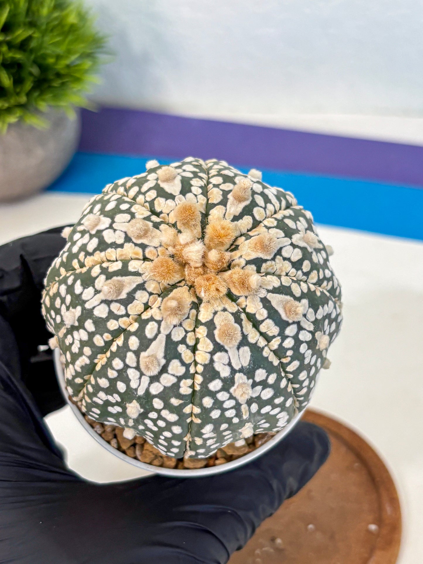 Astrophytum Super Kabuto (at10) (11) | sand dollar cactus