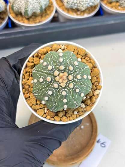 Astrophytum Star Shape (at3) (p6) | Very Rare Cactus