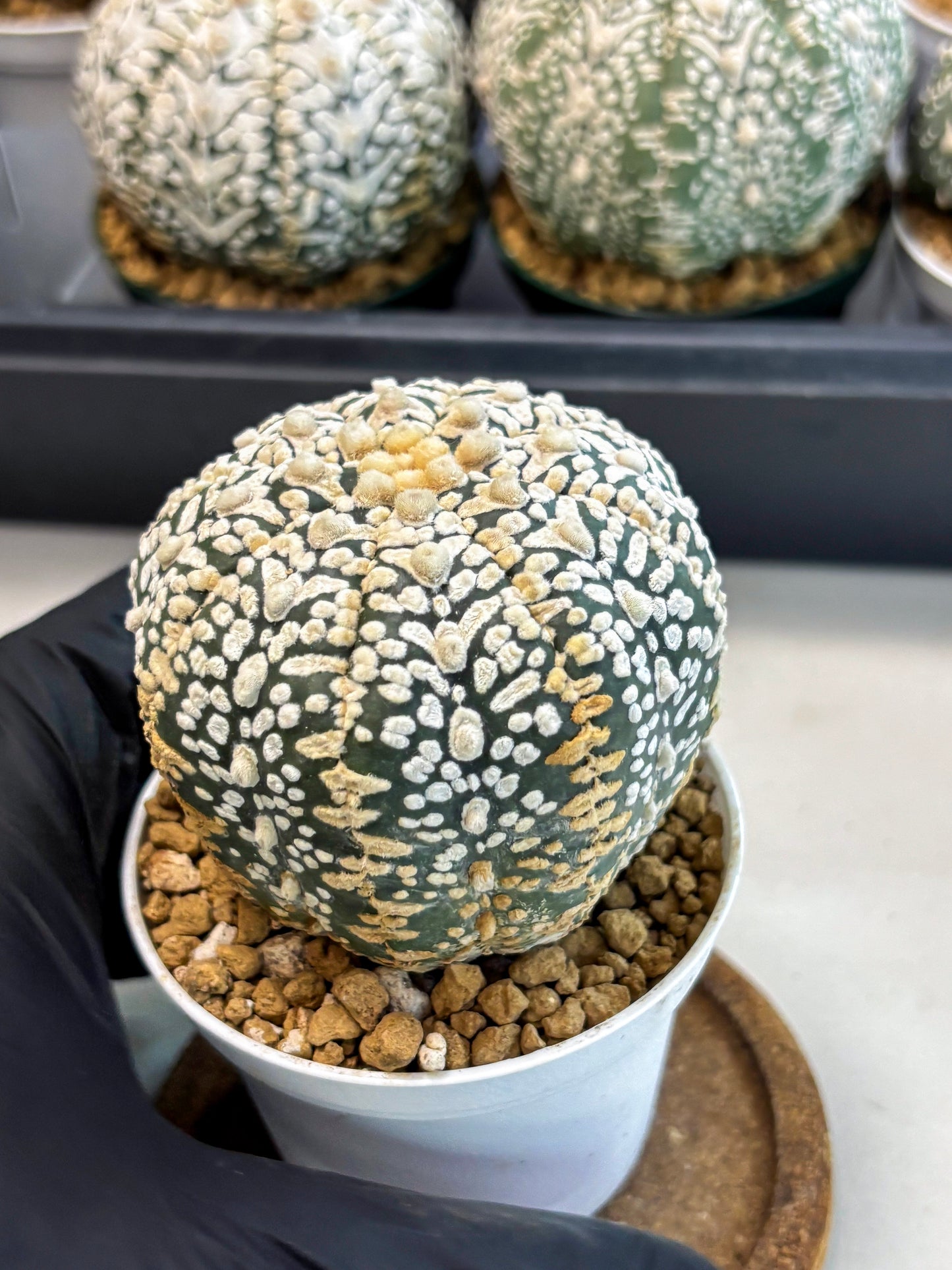 Astrophytum V-Type (at6) (y6) | Rare Star Cactus