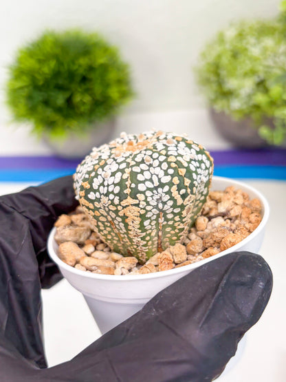 Astrophytum Super Kabuto (t7) (b2) | Imported Plants | 3" Pot