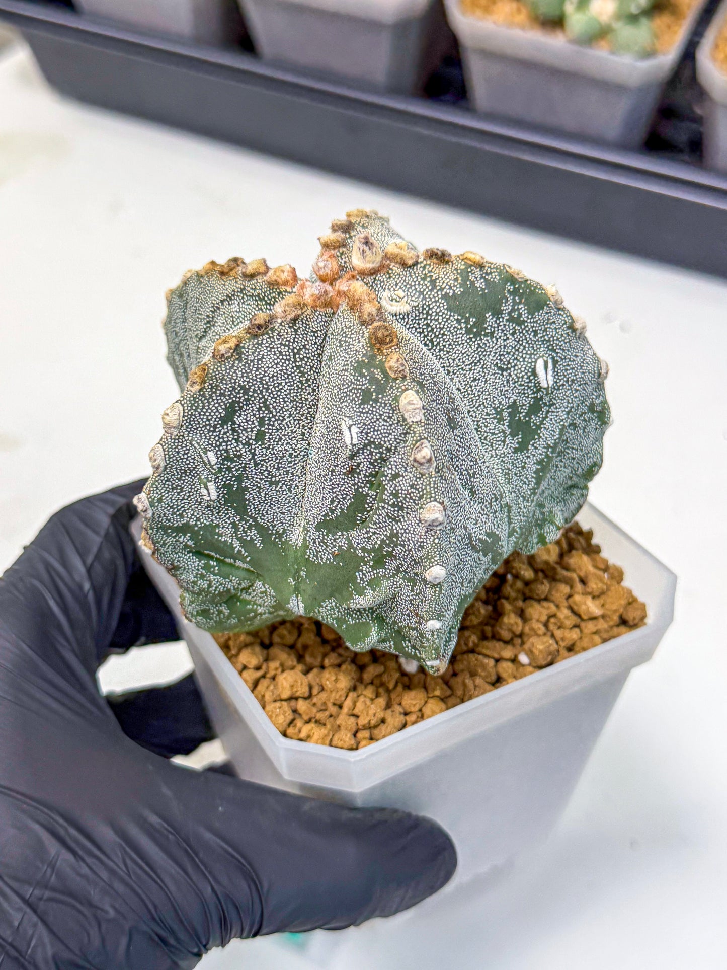 Astrophytum myriostigma (gg) | Desert Plant