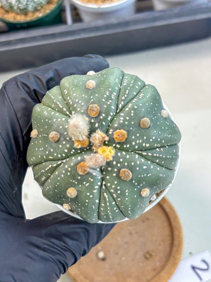 Astrophytum 5-Ribs (at7) (b2) | Living Rocks