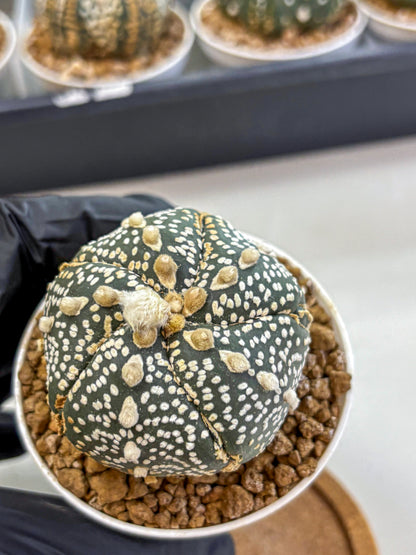 Astrophytum Fukuryu (at8) (11) | Rare Plant | Succulent Cactus