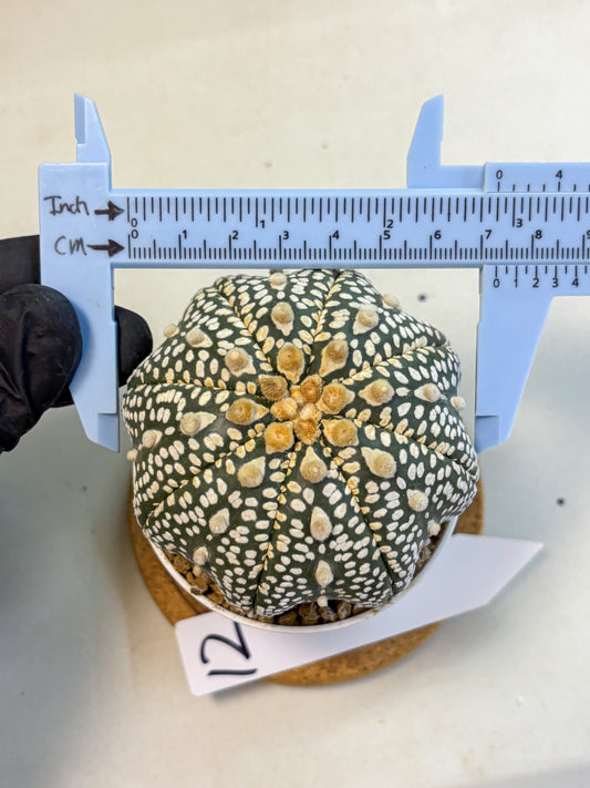 Astrophytum Super Kabuto (at10) (12) | sand dollar cactus