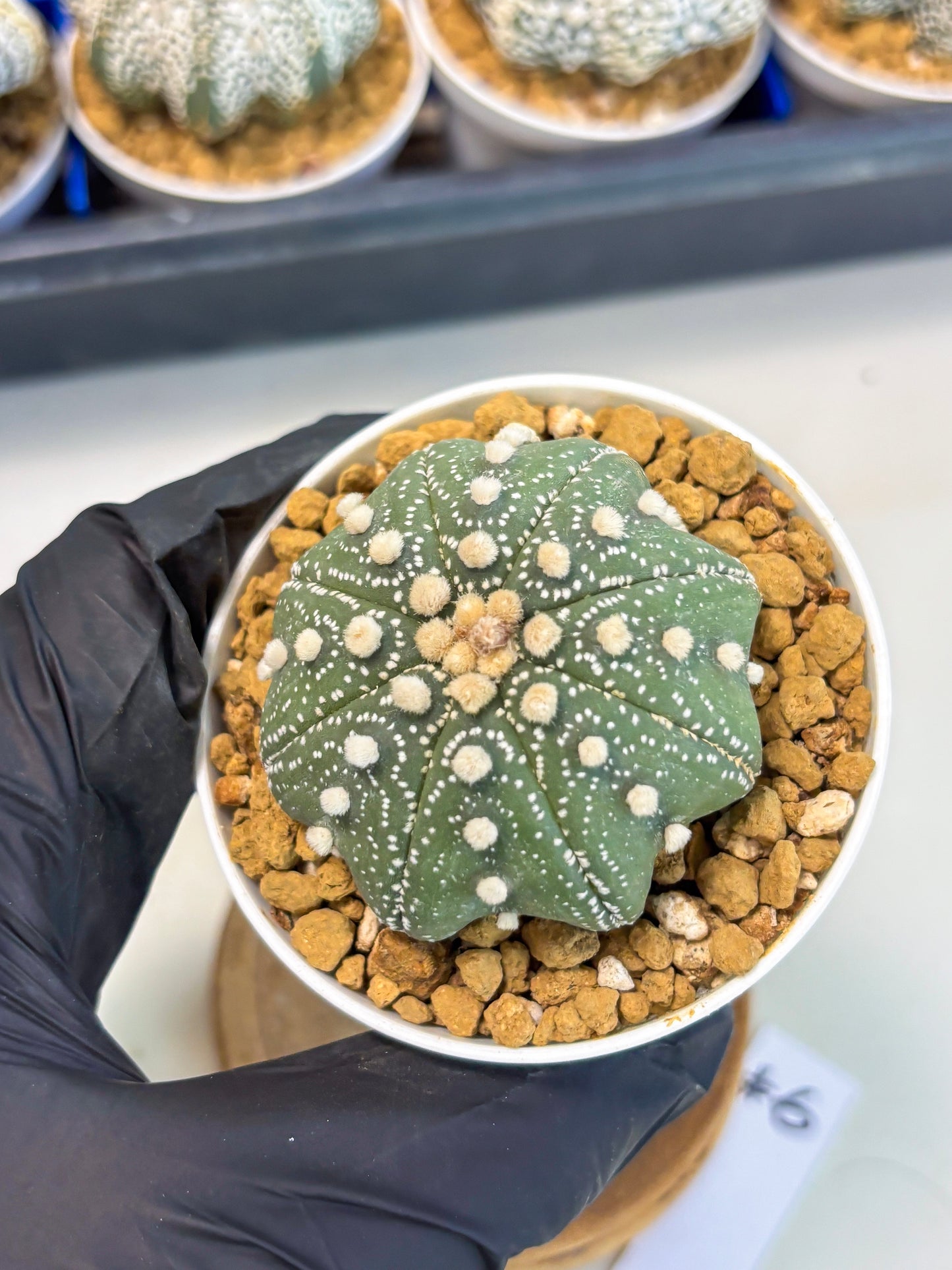 Astrophytum Star Shape (at3) (p6) | Very Rare Cactus