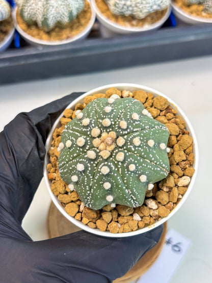 Astrophytum Star Shape (at3) (p6) | Very Rare Cactus