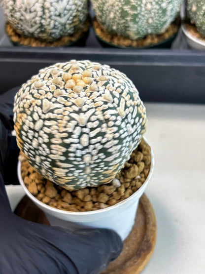 Astrophytum V-Type (at6) (y6) | Rare Star Cactus