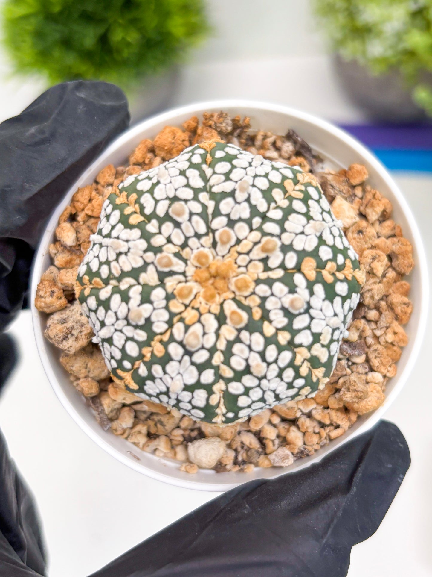 Astrophytum Super Kabuto (t7) (b2) | Imported Plants | 3" Pot